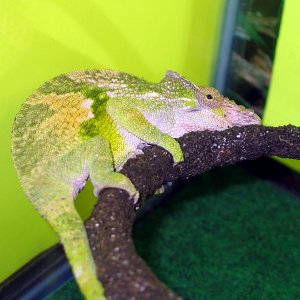 Espio The chameleon