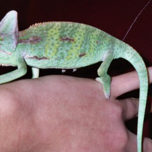 Hermie about 3-4 mo old.
