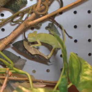 Baby Male Veiled