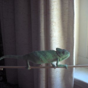 Pookie on stick highway