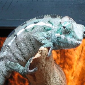 Blue on his favorite spot!