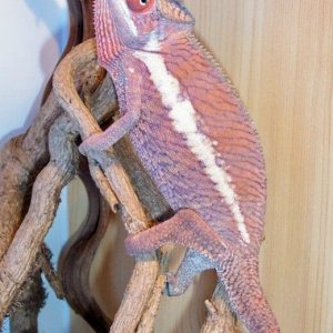 Ollie my beautiful pink panther!