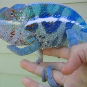 Cobalt, My big blue baby.