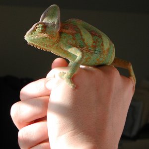 Steve in the Sunlight