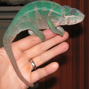 Mizraim