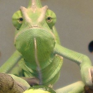Veiled looking directly at me