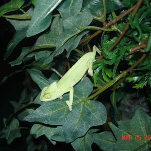 Baby Veiled Pic13
