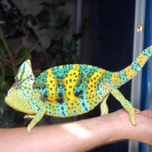 My Breeder Male Veiled