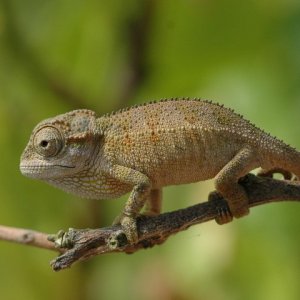 Baby Rudis Chameleon