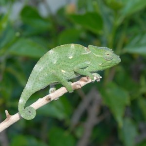 Baby Deremensis Chameleon