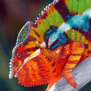 Ambilobe Breeder