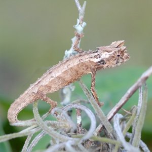Brookesia Thieli