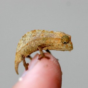 Rhampholeon brevicaudatus