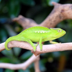 Juvenile Peacock Chameleon