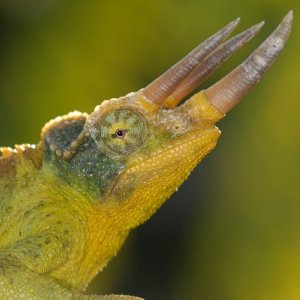 Jackson Male