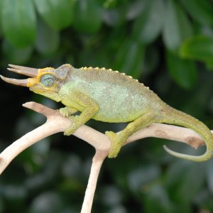 Mt. Meru Jackson Chameleon