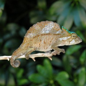 Crested Chameleon