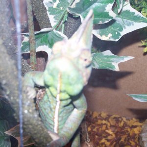chameleon