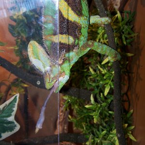 chameleon