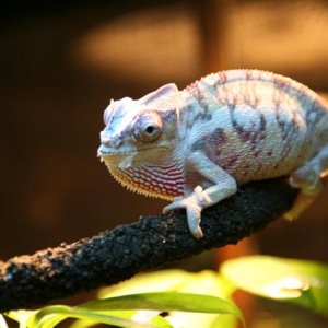 chameleon021Small
