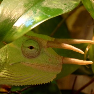 Chamaeleo deremensis