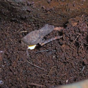 Little R. brevicaudatus laying eggs