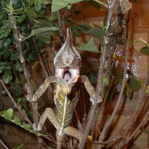 Killer Chameleon!