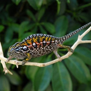 Carpet Chameleon