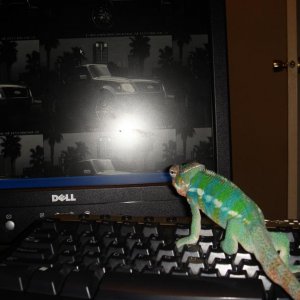 computer geek