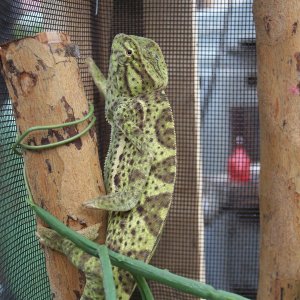 Senegal Chameleon
