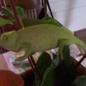 Senegal Chameleon