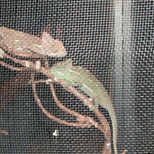 Sub-Adult males