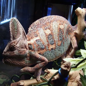 Yoshi loves to Pose for the Camera