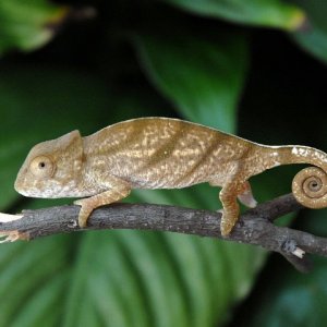Baby Parson's Chameleon