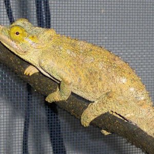 Enoki (female Werner's chameleon)