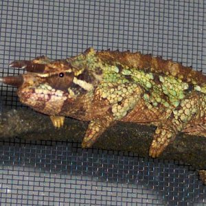 Reishi (male Werner's chameleon)