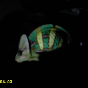 sleepy