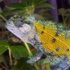 High color Rudis male
