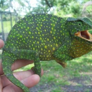 Female Graceful chameleon
