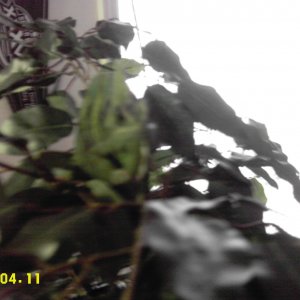 IMAG0073