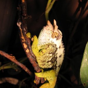 Displaying fuelleborni