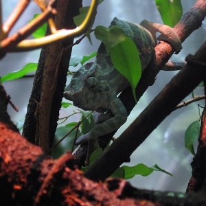 Male Furcifer balteatus