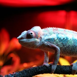Squirt is not camera shy