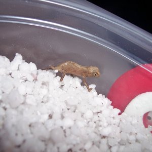 R. brevicaudatus hatchling