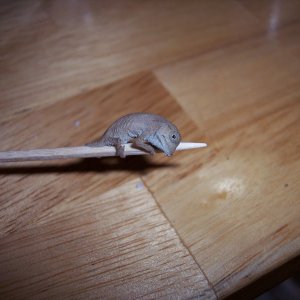 R. brevicaudatus neonate on a toothpick