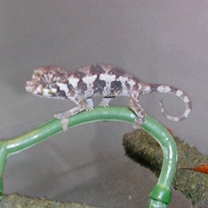 Another baby