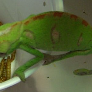 iggi1