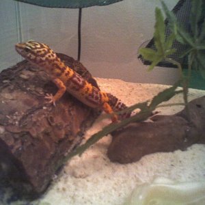 My Gecko, Karma