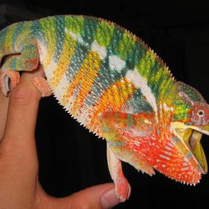 Turbo