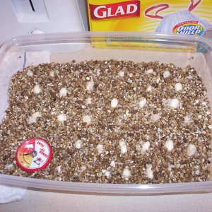 Eggs in vermiculite